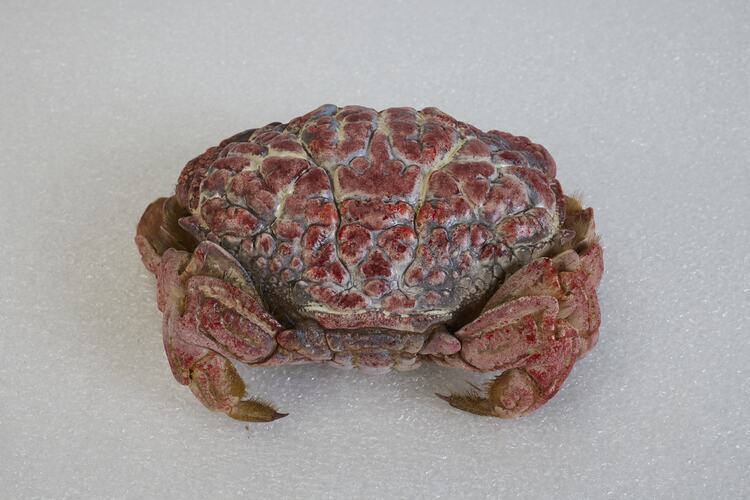 <em>Zosimus aeneus</em>, crab. [J 44717]