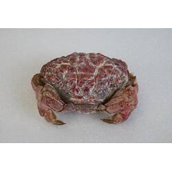 <em>Zosimus aeneus</em>, crab. [J 44717]