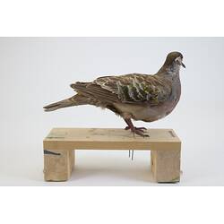<em>Phaps chalcoptera</em>, Common Bronzewing. [B 32955]