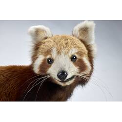<em>Ailurus fulgens</em>, Himalayan Red Panda. [C 2568]
