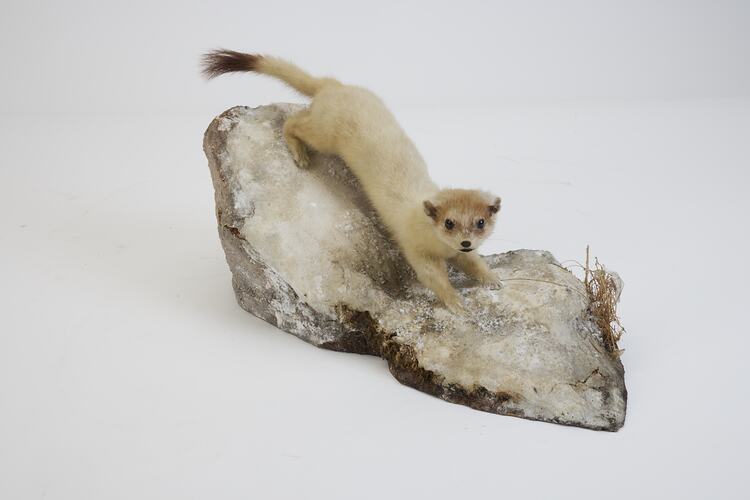 <em>Mustela erminea</em>, Ermine. [C 30004]
