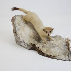 Our Wondrous Planet, Ice: Taxidermy Mount - Ermine, <em>Mustela erminea</em>