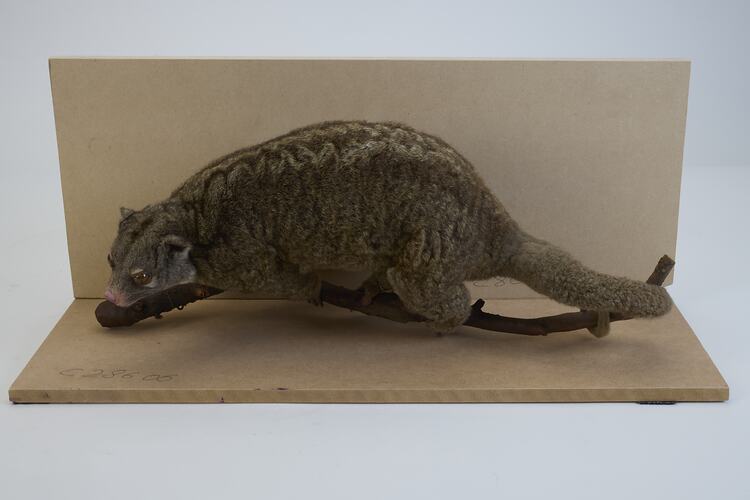 <em>Pseudochirops archeri</em>, Green Ringtail Possum. [C 28606]