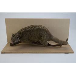 <em>Pseudochirops archeri</em>, Green Ringtail Possum. [C 28606]