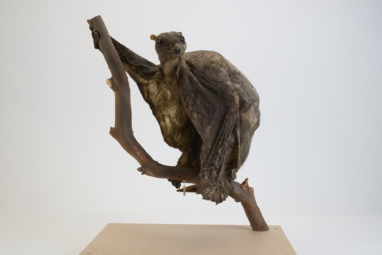 <em>Galeopterus variegatus</em>, Sunda Colugo. [C 30294]