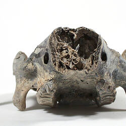 Fossil mammal skull viewed from the front.