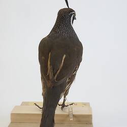 <em>Callipepla californica</em>, California Quail. [B 32816]