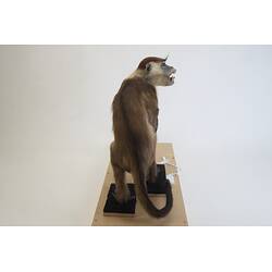 <em>Cercocebus torquatus</em>, Red-capped Mangabey. [C 30284]