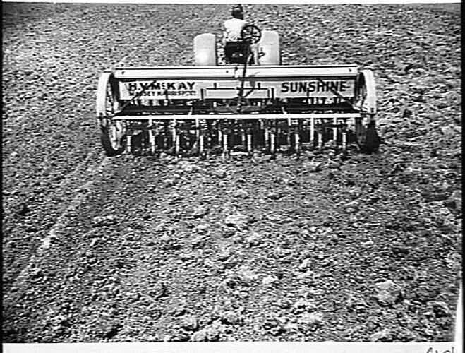 20-ROW, 41-TINE `SUNLEA' STUMP-JUMP CULTIVATING DRILL FITTED WITH TRACTOR HITCH AND FORWARD SCREW LIFT, SOWING AND CULTIVATING AT ALBION, VIC, 1946