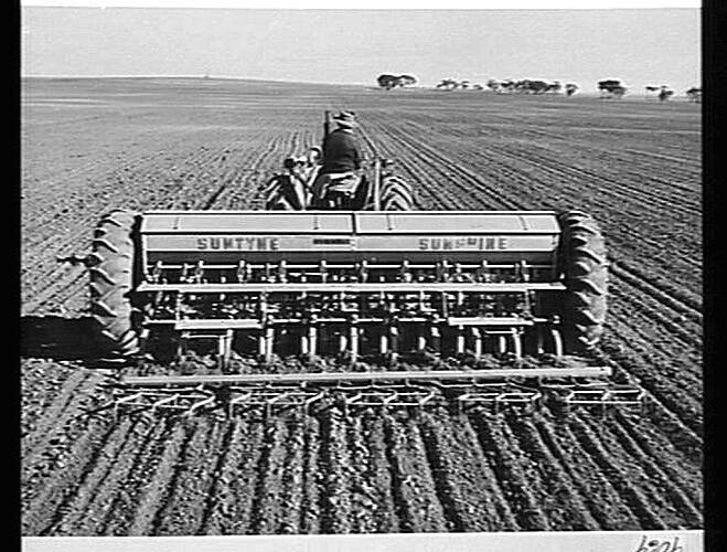 20-ROW `SUNTYNE' COMBINED GRAIN & FERTILIZER DRILL AND SPRING TYNE CULTIVATOR (NEW 500 SERIES) WITH `SUNTOW' STUMP-JUMP SMOOTHING HARROWS, SOWING WHEAT ON MR. IAN WHITE'S FARM AT WOOMELANG, VIC.: JUNE 1952