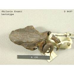 Dorsal view of frog specimen with labels.