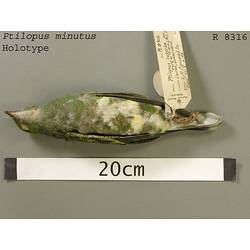 Dry bird skin specimen with labels.