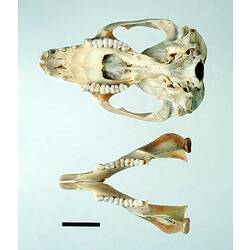 Possum lower jaw beside skull, orientated with teeth visible.