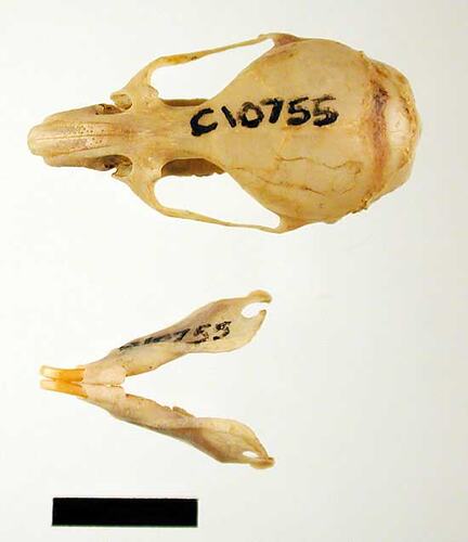 Mouse skull and lower jaws, external surfaces visible.