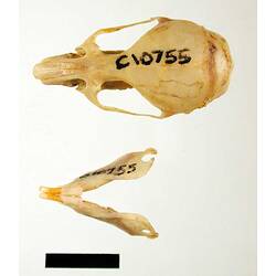 Mouse skull and lower jaws, external surfaces visible.