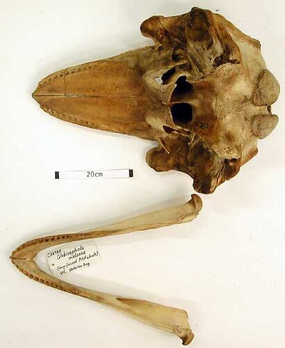 Whale lower jaw beside skull, interior surfaces visible.
