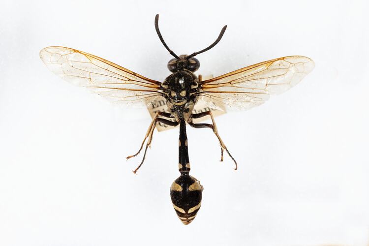 <em>Phimenes arcuatus</em>, potter wasp. [HYM 99020]