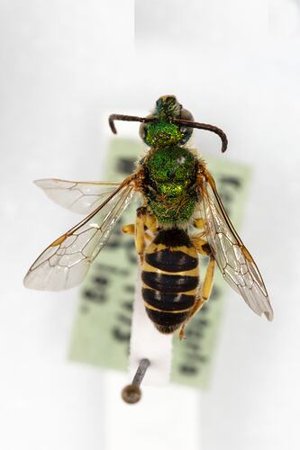 <em>Agapostemon</em> sp., green sweat bee. [HYM 99055]