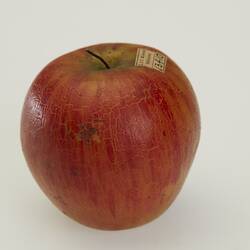 Red wax apple model.