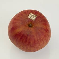Wax model of red apple.
