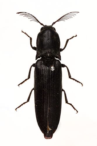 <em>Pseudotetralobus</em> sp., click beetle. [COL 143690]