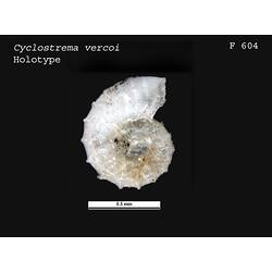 <em>Cyclostrema vercoi</em>, marine snail.  Holotype.  Charles J. Gabriel Collection.  Registration no. F 604.
