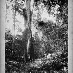 Photograph - by A.J. Campbell, Dandenong Ranges, Victoria, circa 1900