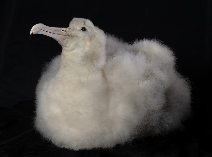 <em>Diomedea exulans</em>, Wandering Albatross. [60760]