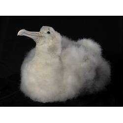 Our Wondrous Planet, Ice: Taxidermy Mount - Wandering Albatross, <em>Diomedea exulans</em>
