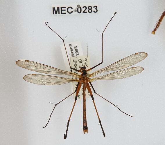 <em>Harpobittacus tillyardi</em>, scorpionfly. [MEC 283]