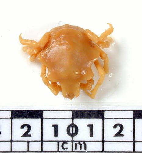 Dorsal view of female crab specimen.