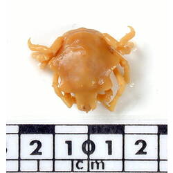 Dorsal view of female crab specimen.