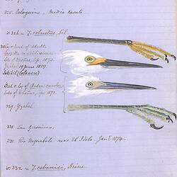 Annotations and illustrations from Osbert Salvin [Collected articles from The Ibis on the ornithology of Central America]