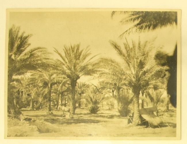 Horse standing in palm grove near small pitched tent.
