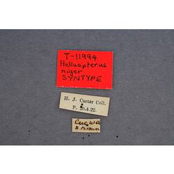 Entomology type specimen labels.