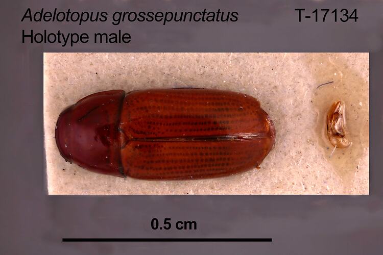 Beetle specimen, male, dorsal view.