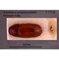 Beetle specimen, male, dorsal view.