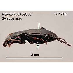 Beetle specimen, male, lateral view.