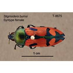 Jewel beetle specimen, male, dorsal view.