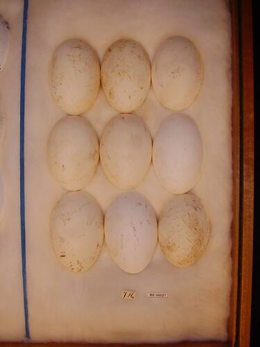 Detail of nine bird eggs with specimen label.