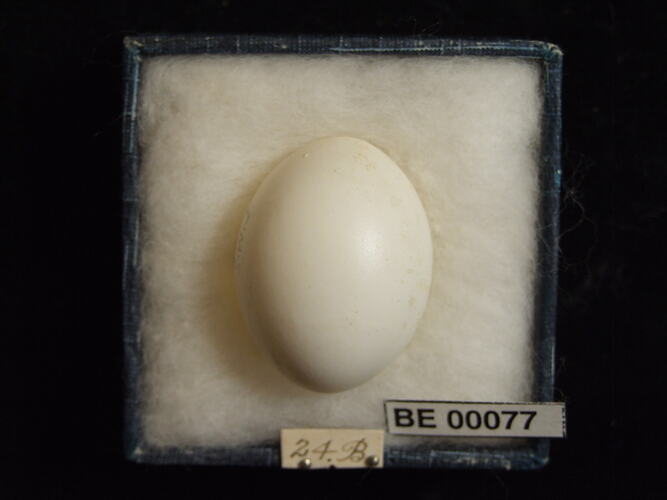 Bird egg with specimen labels in box.