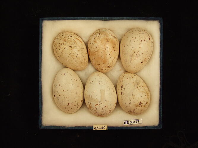 Six bird eggs with specimen labels in box.