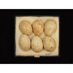 <em>Gallirallus castaneoventris castaneoventris</em>