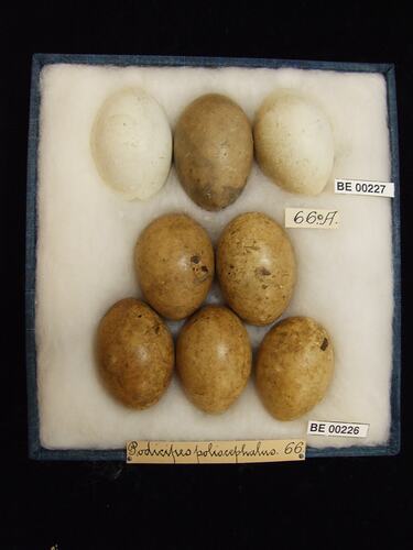 Eight bird eggs with specimen labels in box.