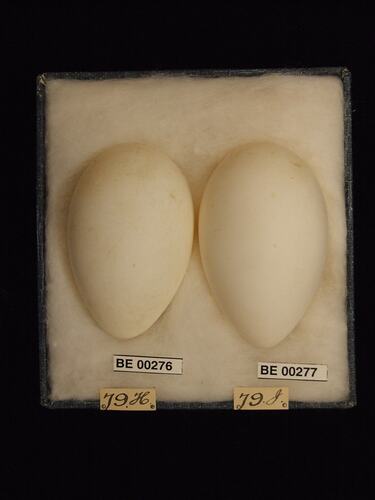 Two bird eggs with specimen labels in box.