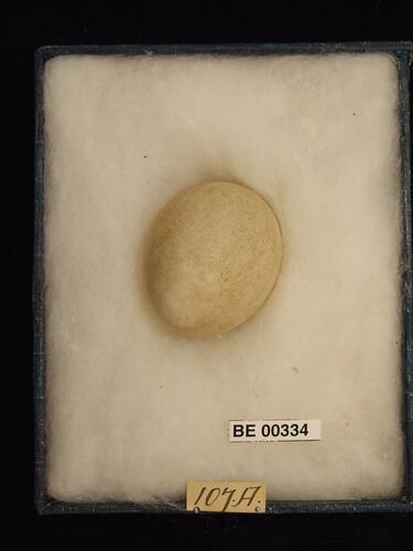 Bird egg with specimen labels in box.