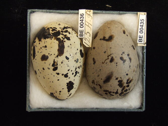 Two bird eggs with specimen labels in box.