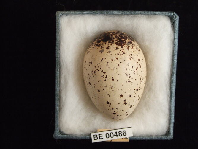 Bird egg with specimen labels in box.