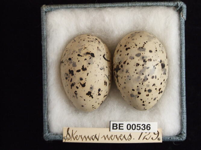 Two bird eggs with specimen labels in box.