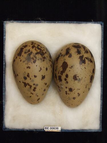Two bird eggs with specimen labels in box.